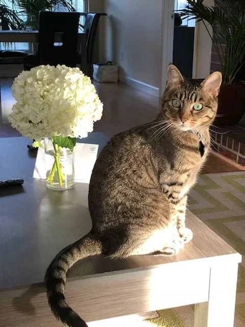 8/7/26 Mittens