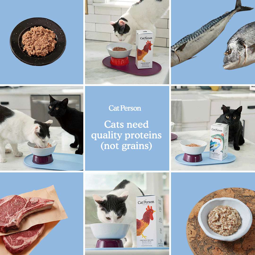 Cat-Person---April-Week-1---Gif-02.gif