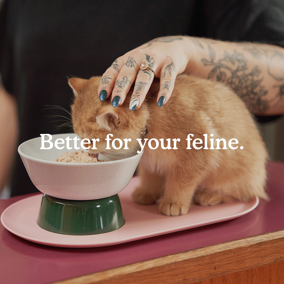 Cat-Person---March---Gif---02.gif