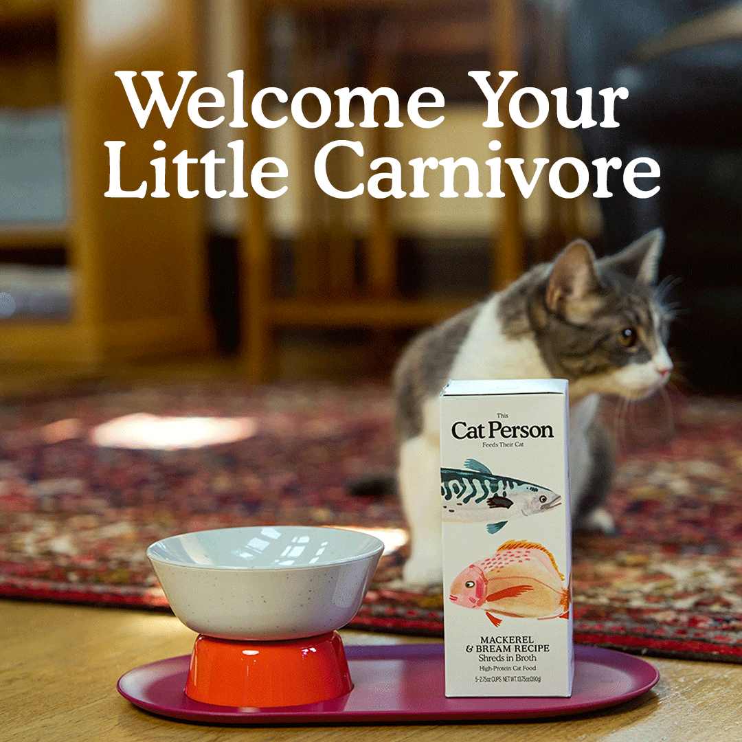 Cat-Person---Last-Week-March---Gif-1.gif
