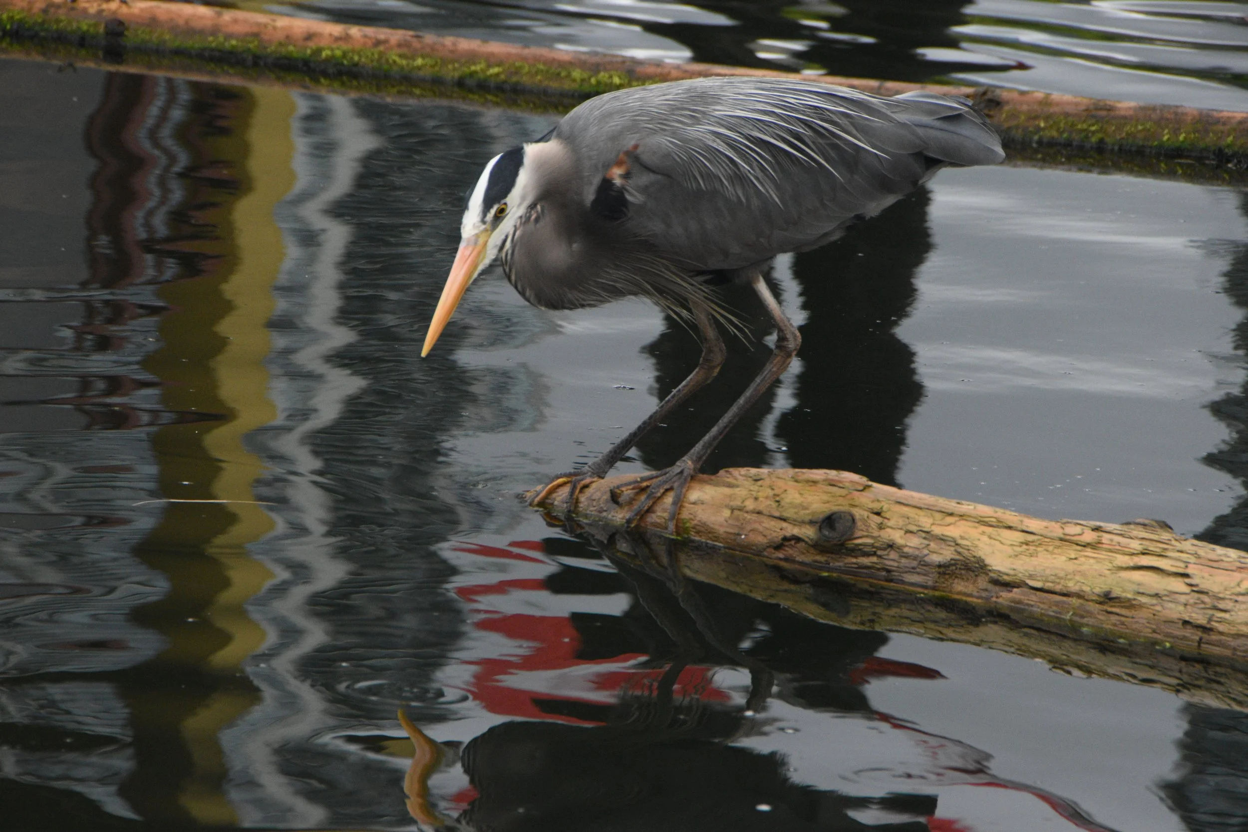 heron ready about to fish.JPG