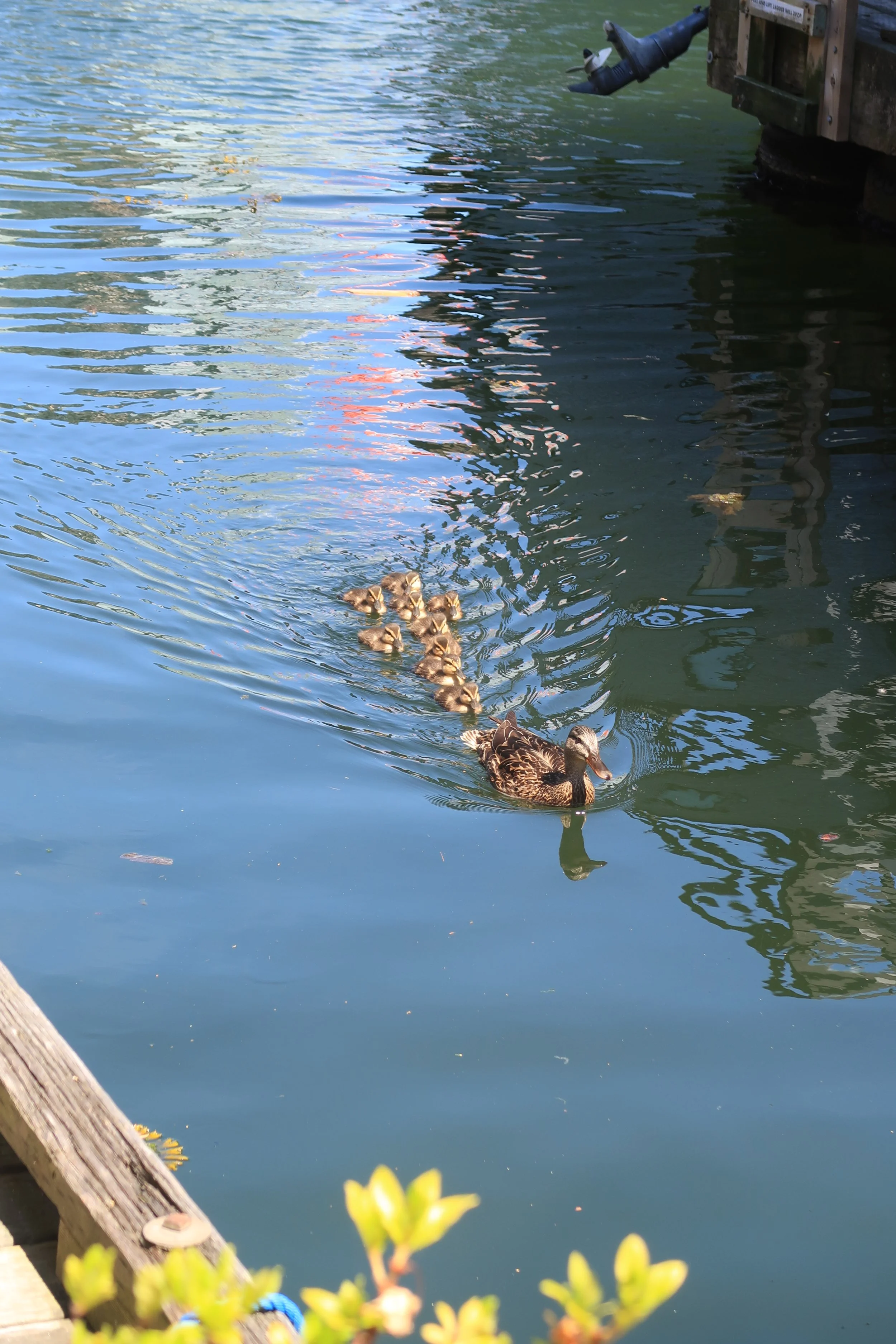 duck family.JPG
