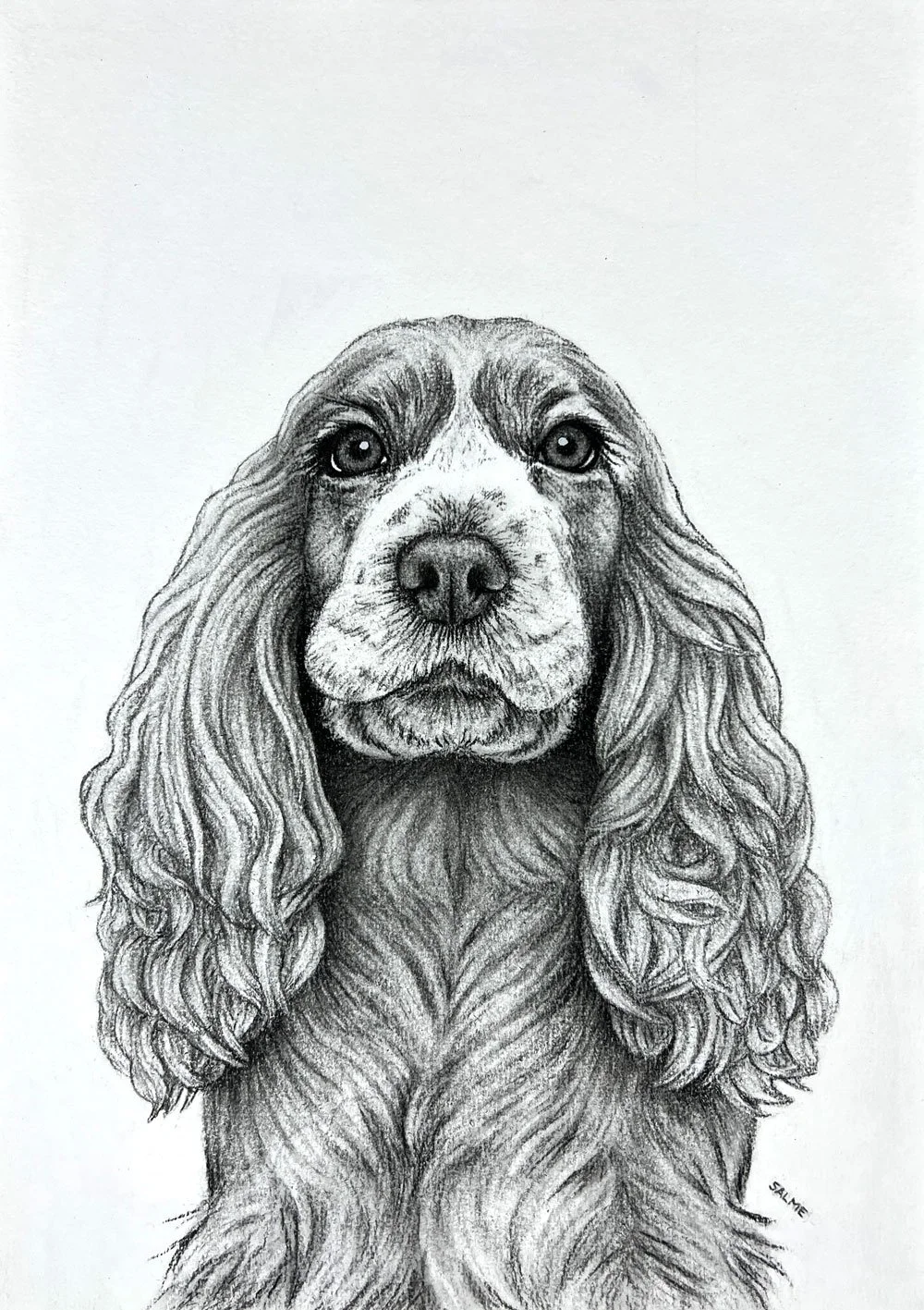 Original charcoal drawing of a cocker spaniel.