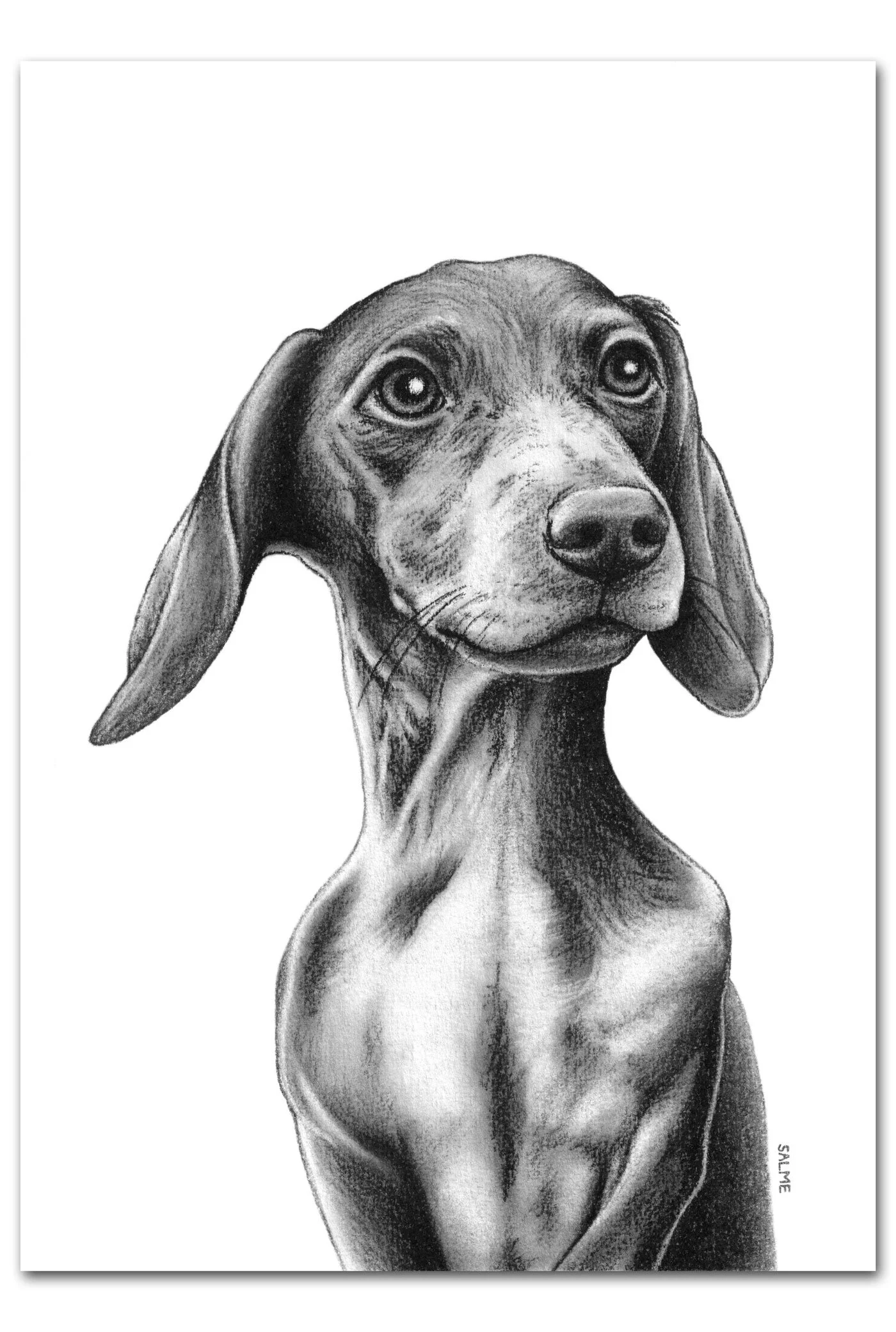 Dachshund - Print