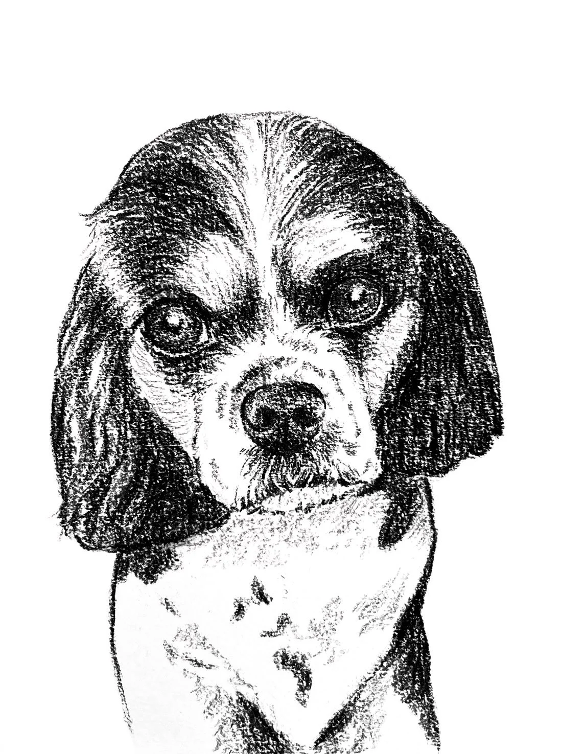 Salme-Pet-Portrait-Sketch-29.jpg