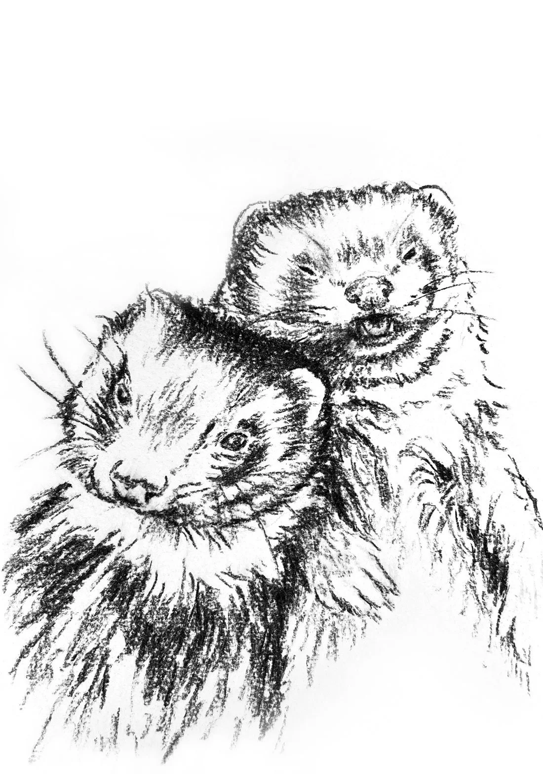 Salme-Pet-Portrait-Sketch-1.jpg