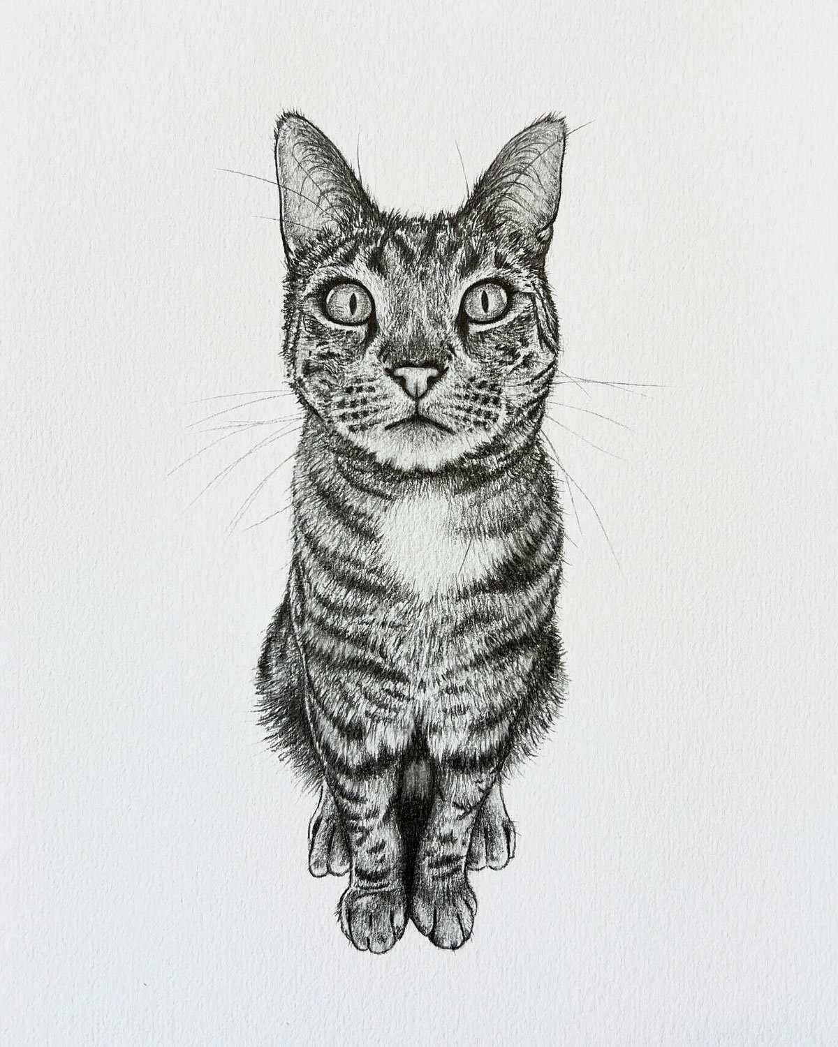 Salme-Cat-Graphite-Drawing-Pet-Portrait.jpg