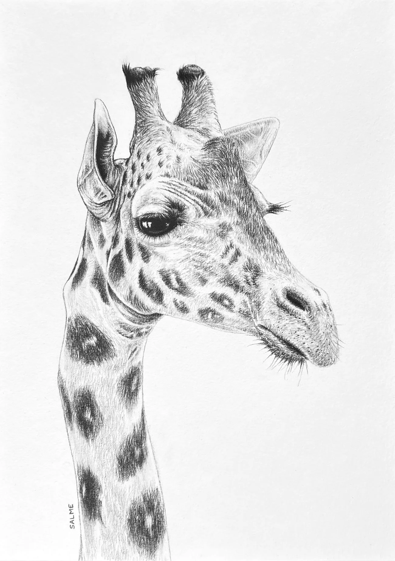 Original charcoal drawing of a giraffe gazing out.
