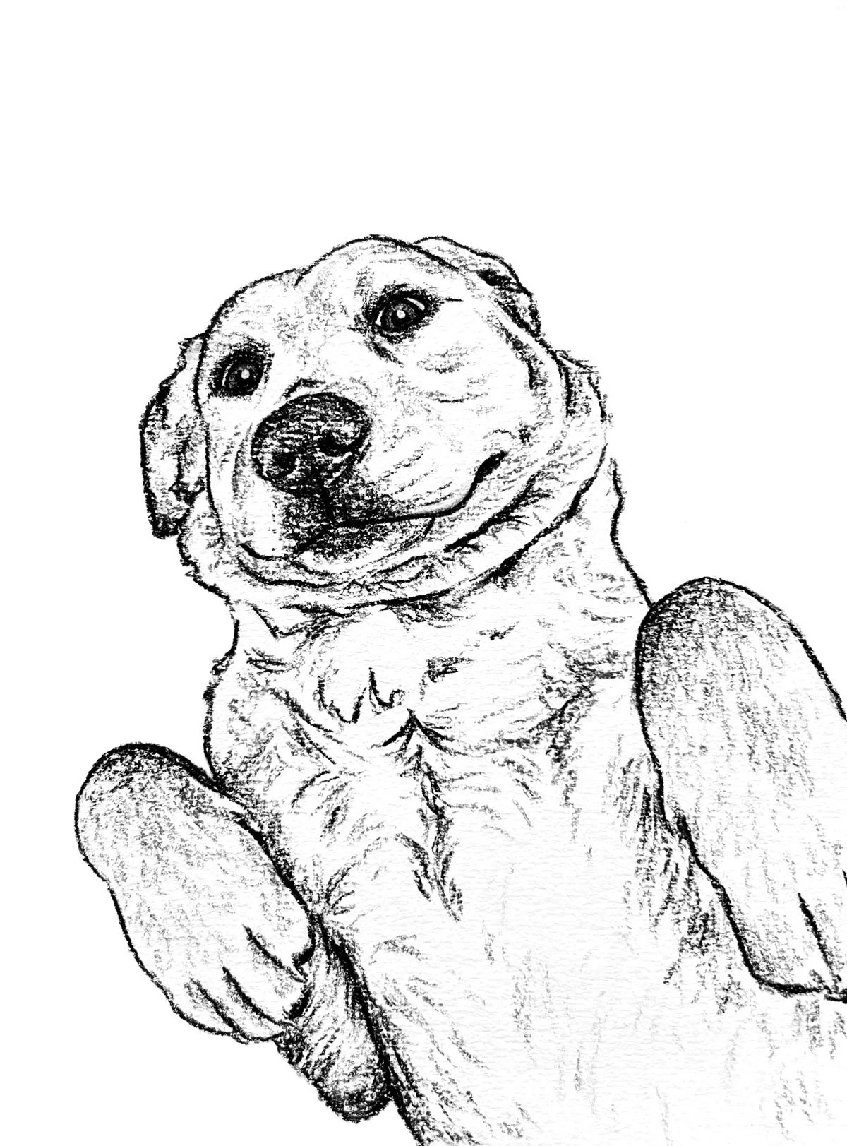 Salme-Pet-Portrait-Sketch-41.jpg
