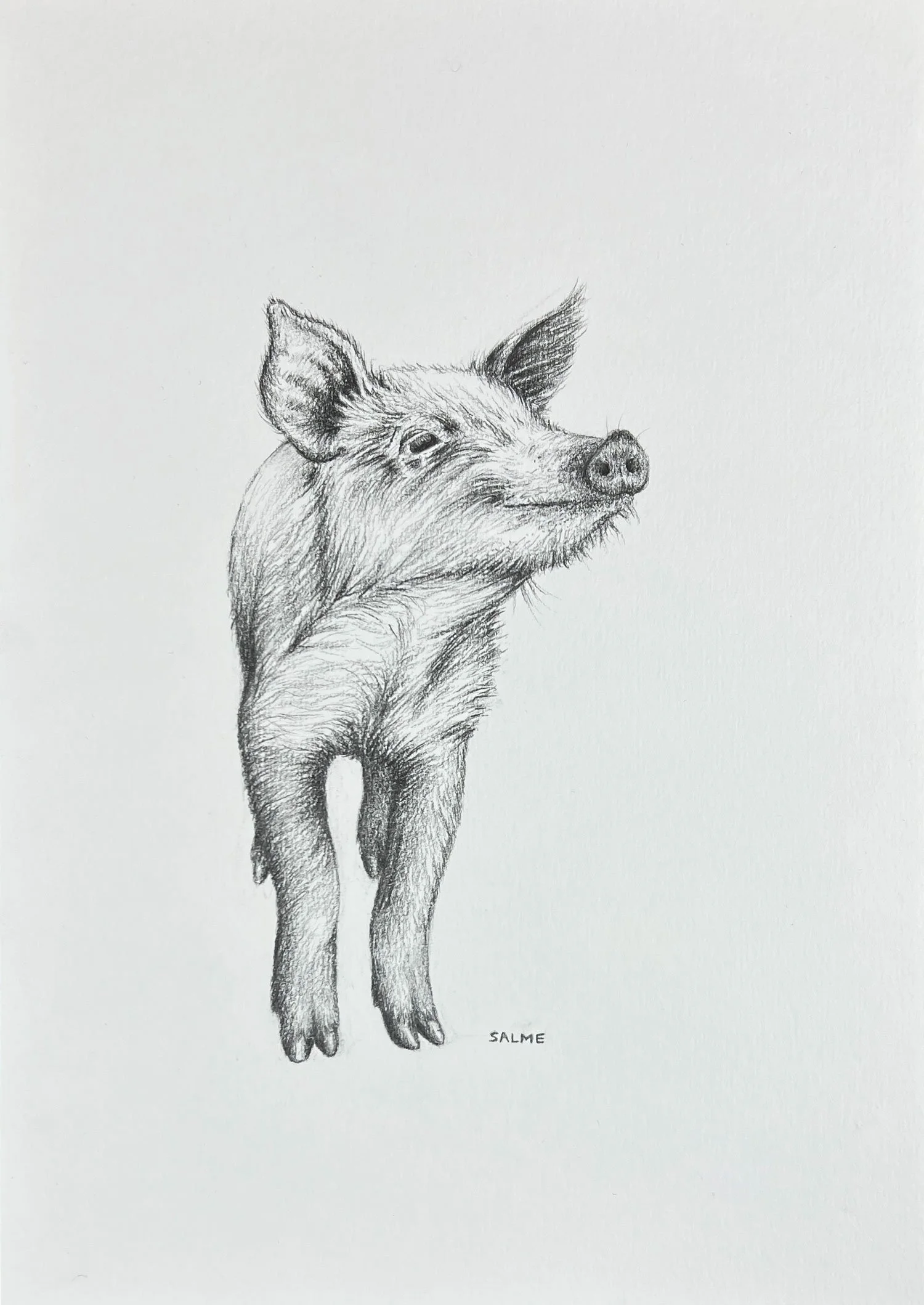 Original graphite drawing of a happy piglet looking into the distance