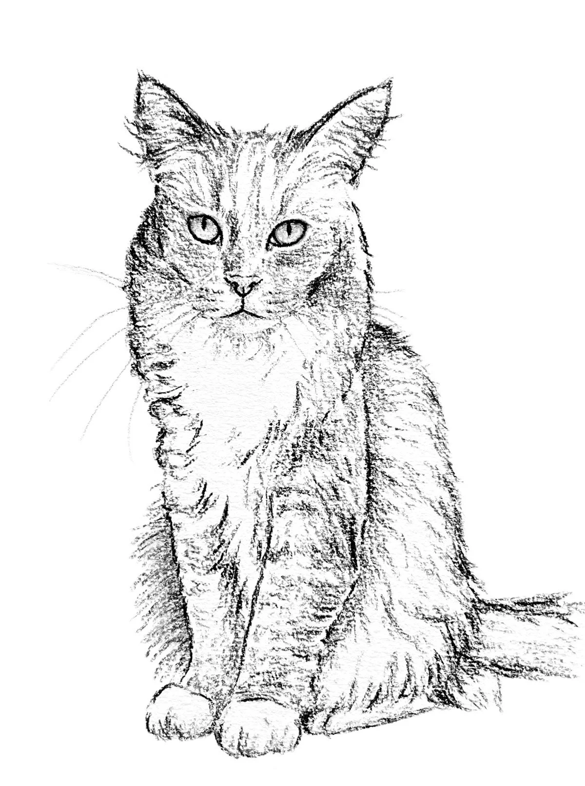 Salme-Pet-Portrait-Sketch-27.jpg