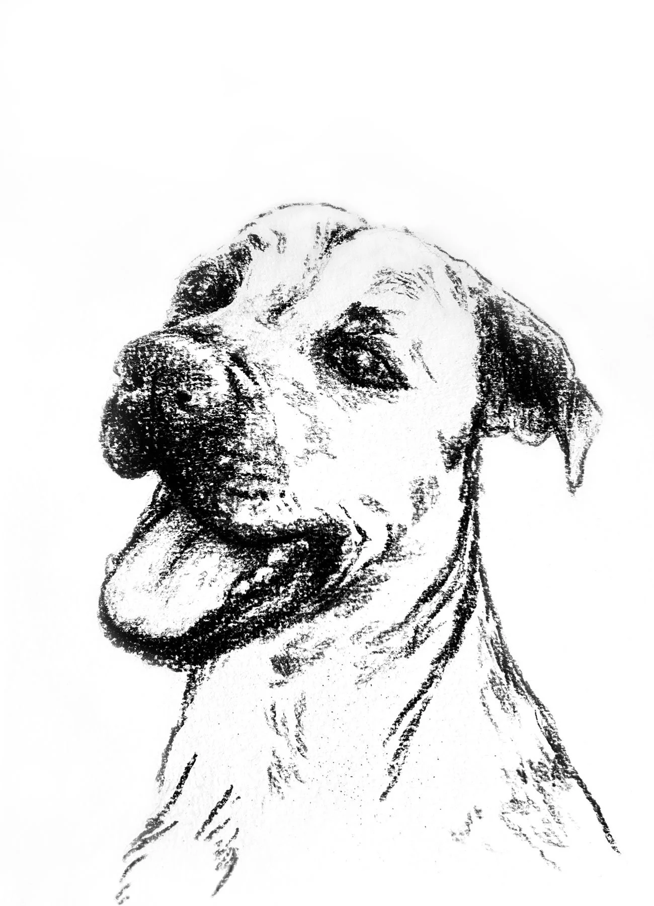 Salme-Pet-Portrait-Sketch-6.jpg