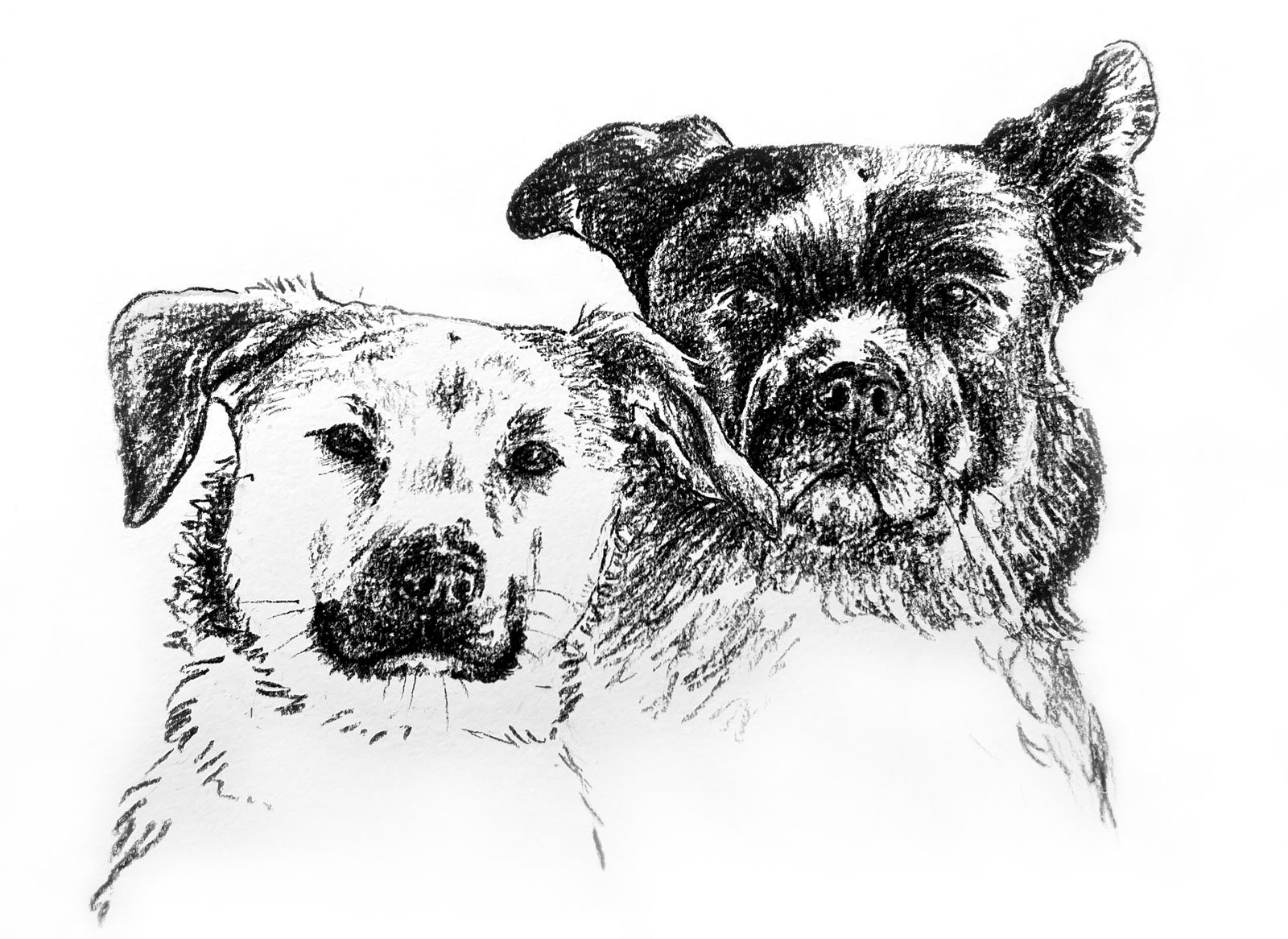Salme-Pet-Portrait-Sketch-3.jpg