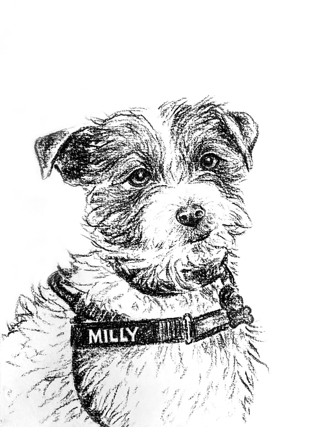 Salme-Pet-Portrait-Sketch-18.jpg