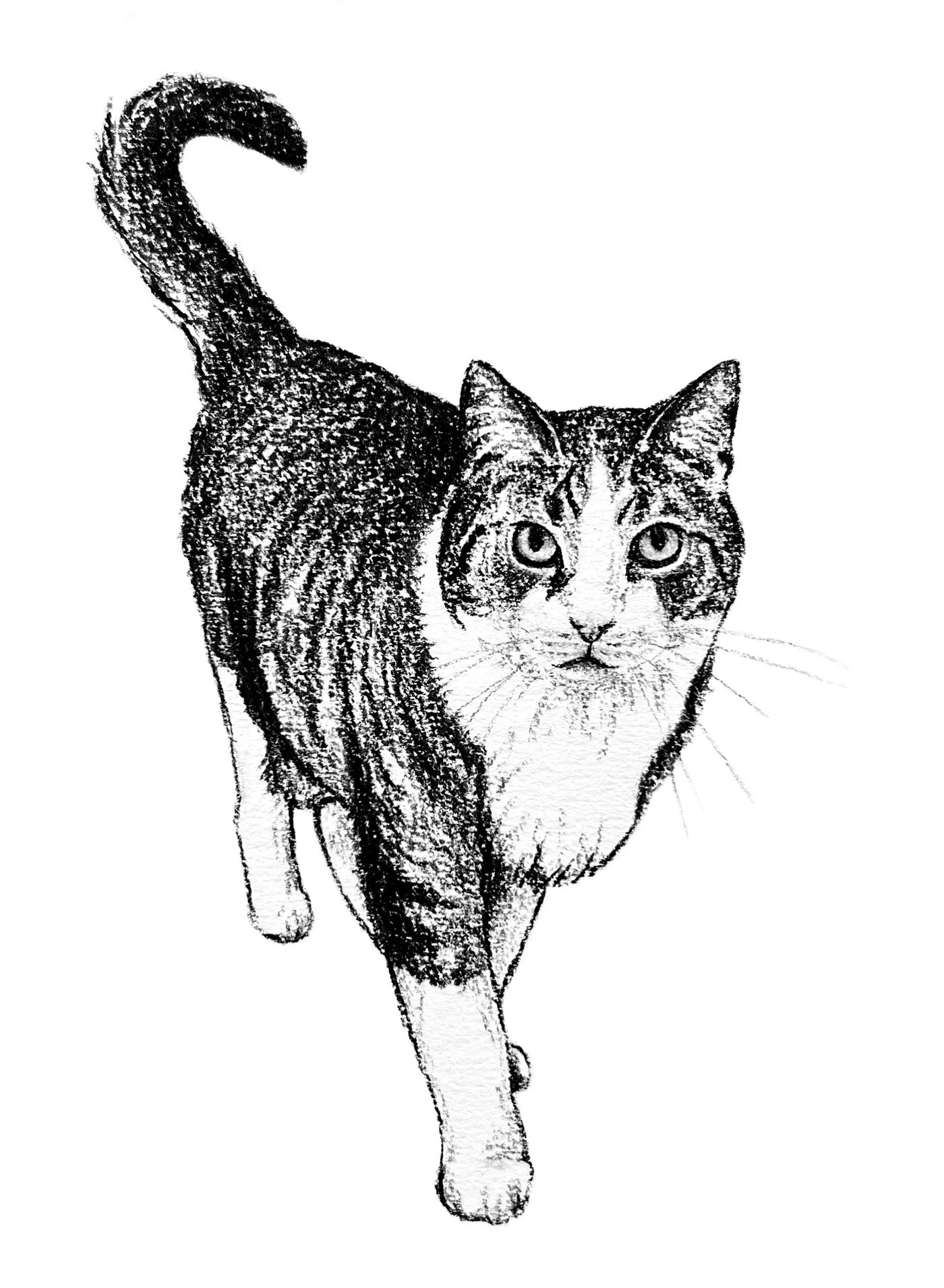 Salme-Pet-Portrait-Sketch-28.jpg