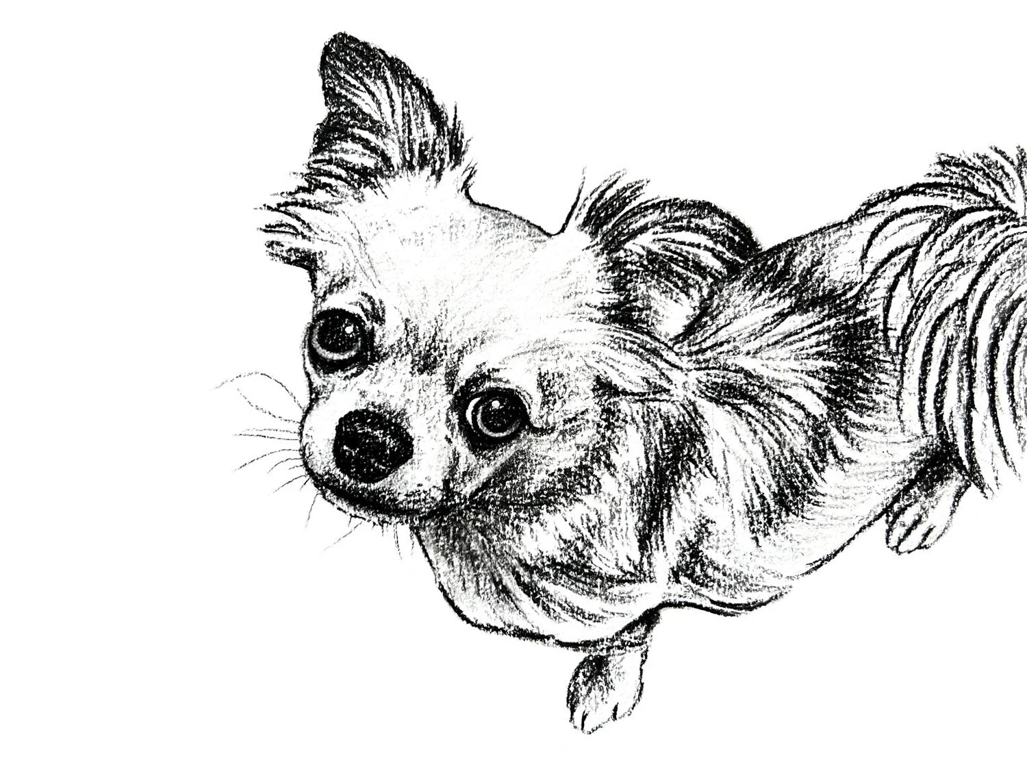 Salme-Pet-Portrait-Sketch-34.jpg