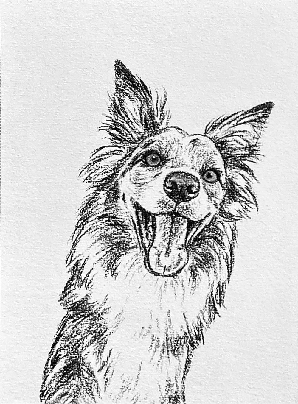 Custom charcoal pet portrait sketch