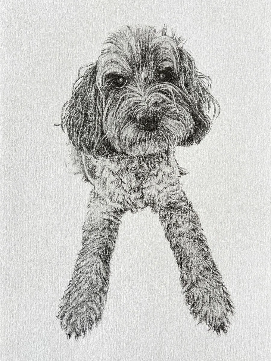 Salme-Dog-Graphite-Drawing-Pet-Portrait.jpg