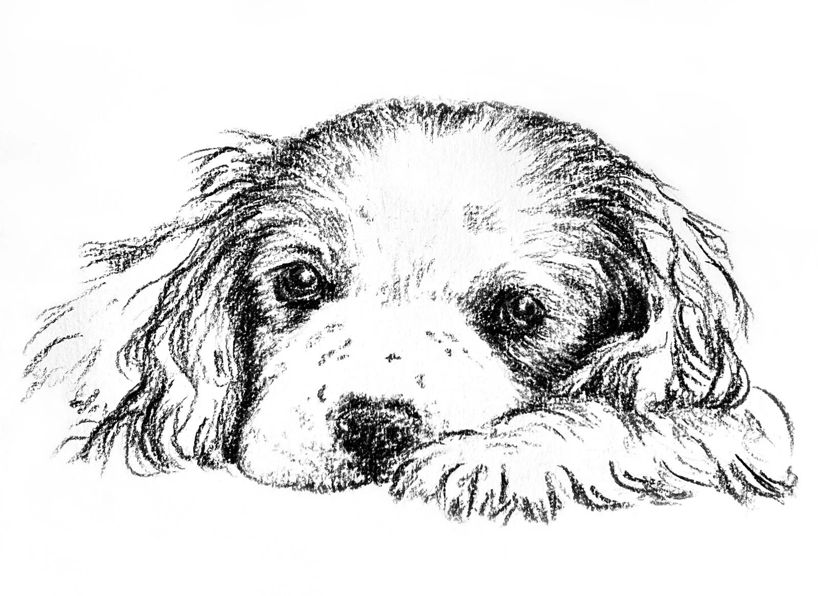 Salme-Pet-Portrait-Sketch-8.jpg