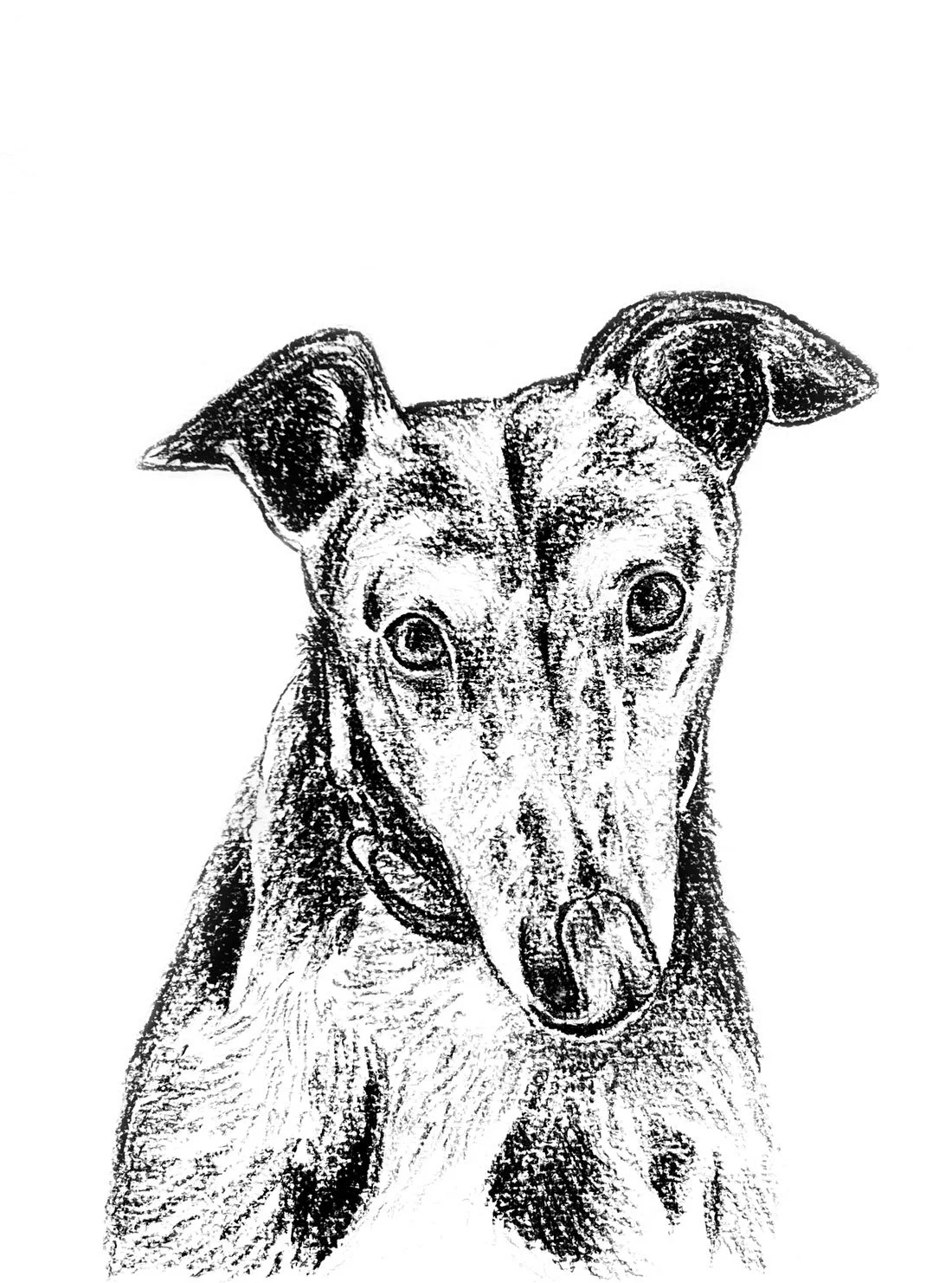 Salme-Pet-Portrait-Sketch-17.jpg