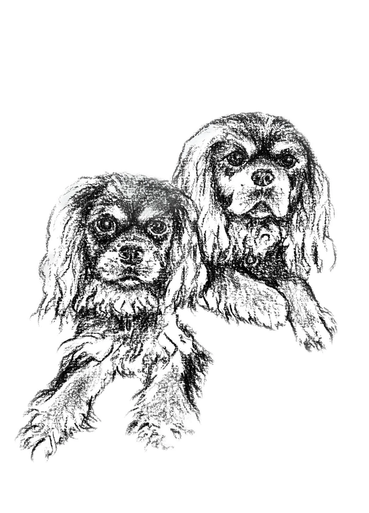 Salme-Pet-Portrait-Sketch-10.jpg