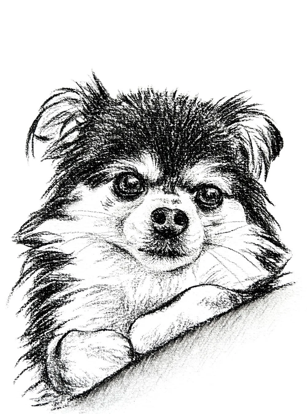 Salme-Pet-Portrait-Sketch-30.jpg