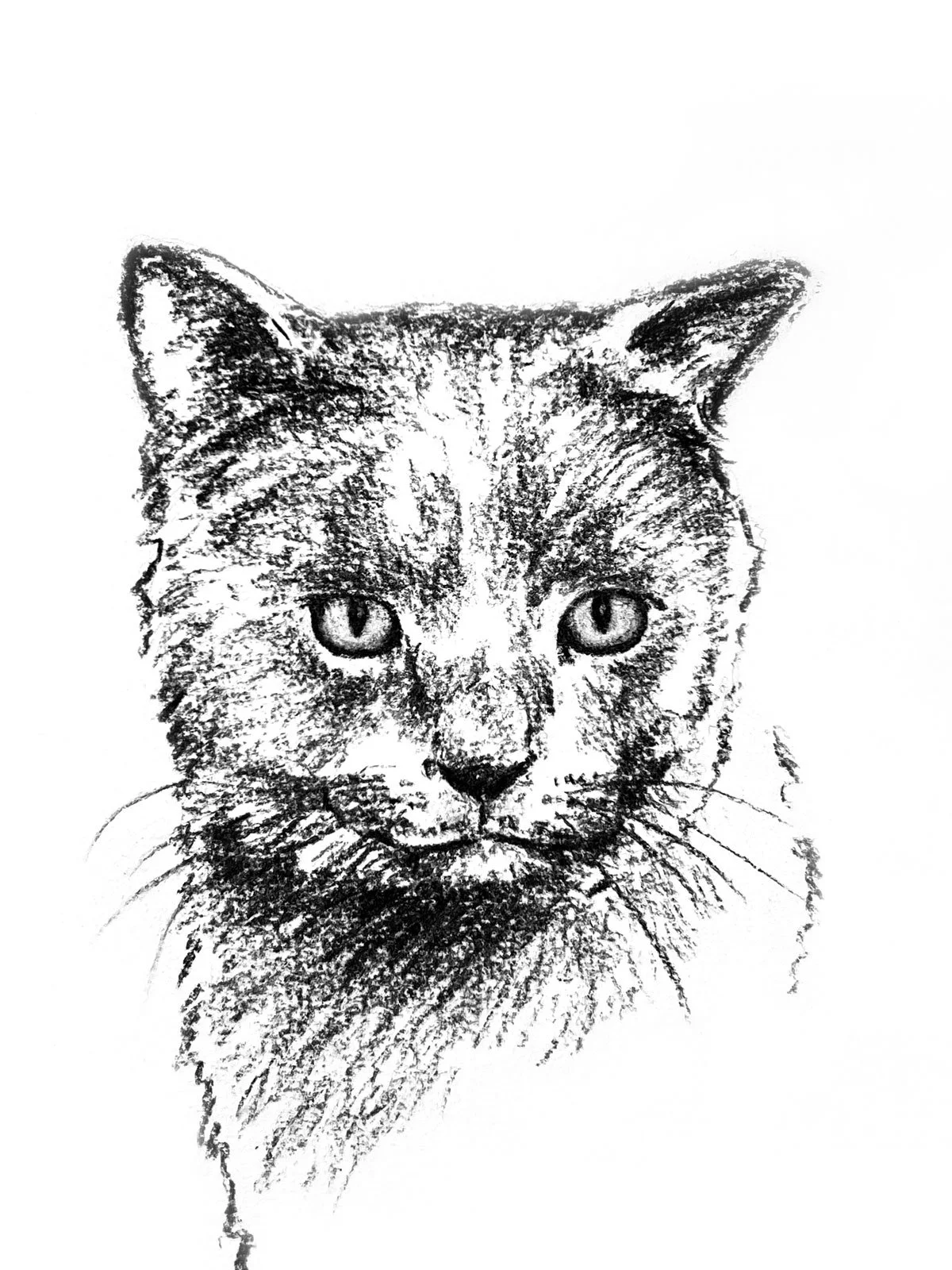 Salme-Pet-Portrait-Sketch-2.jpg