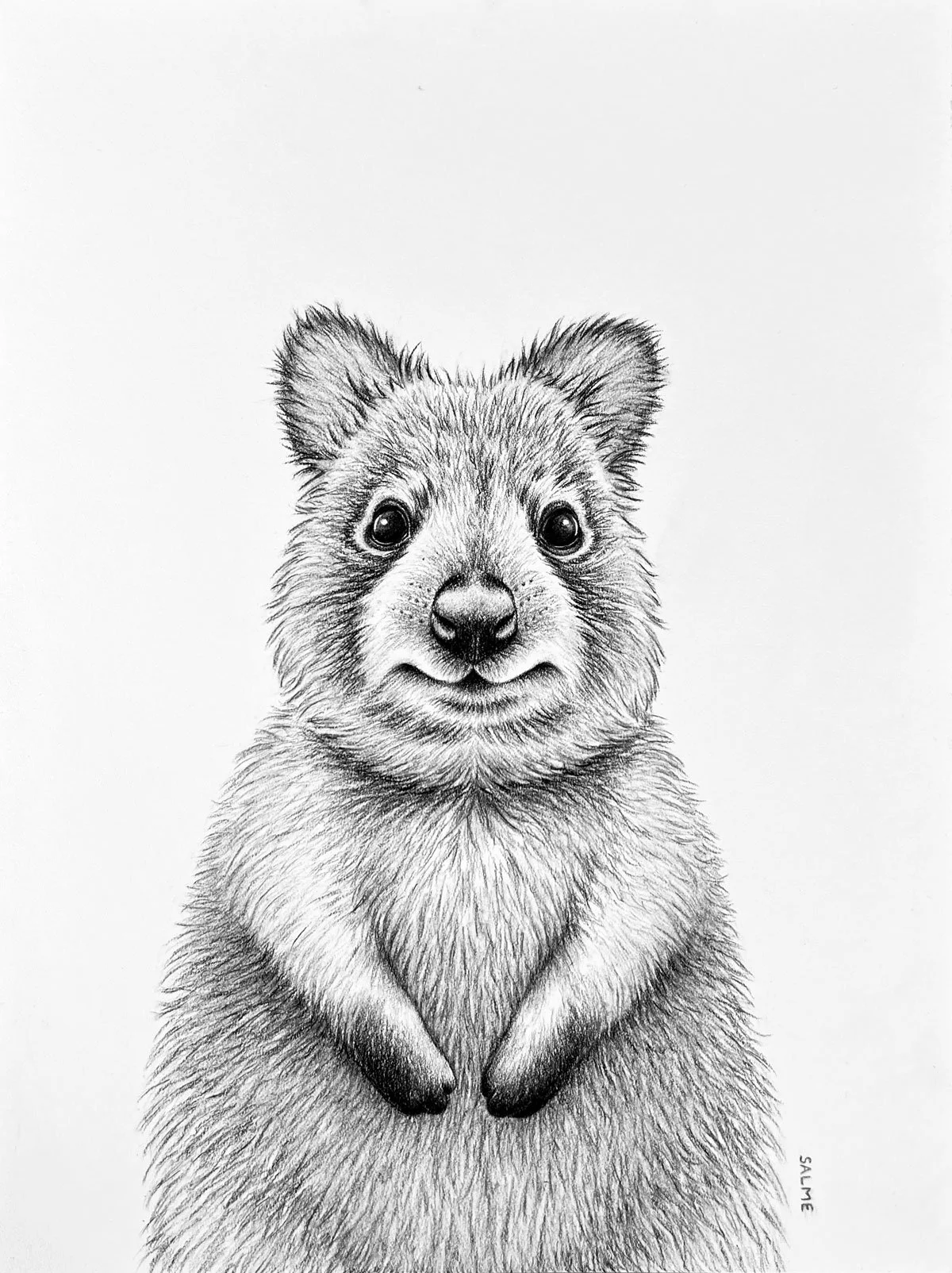 Original graphite drawing of a quokka looking out.