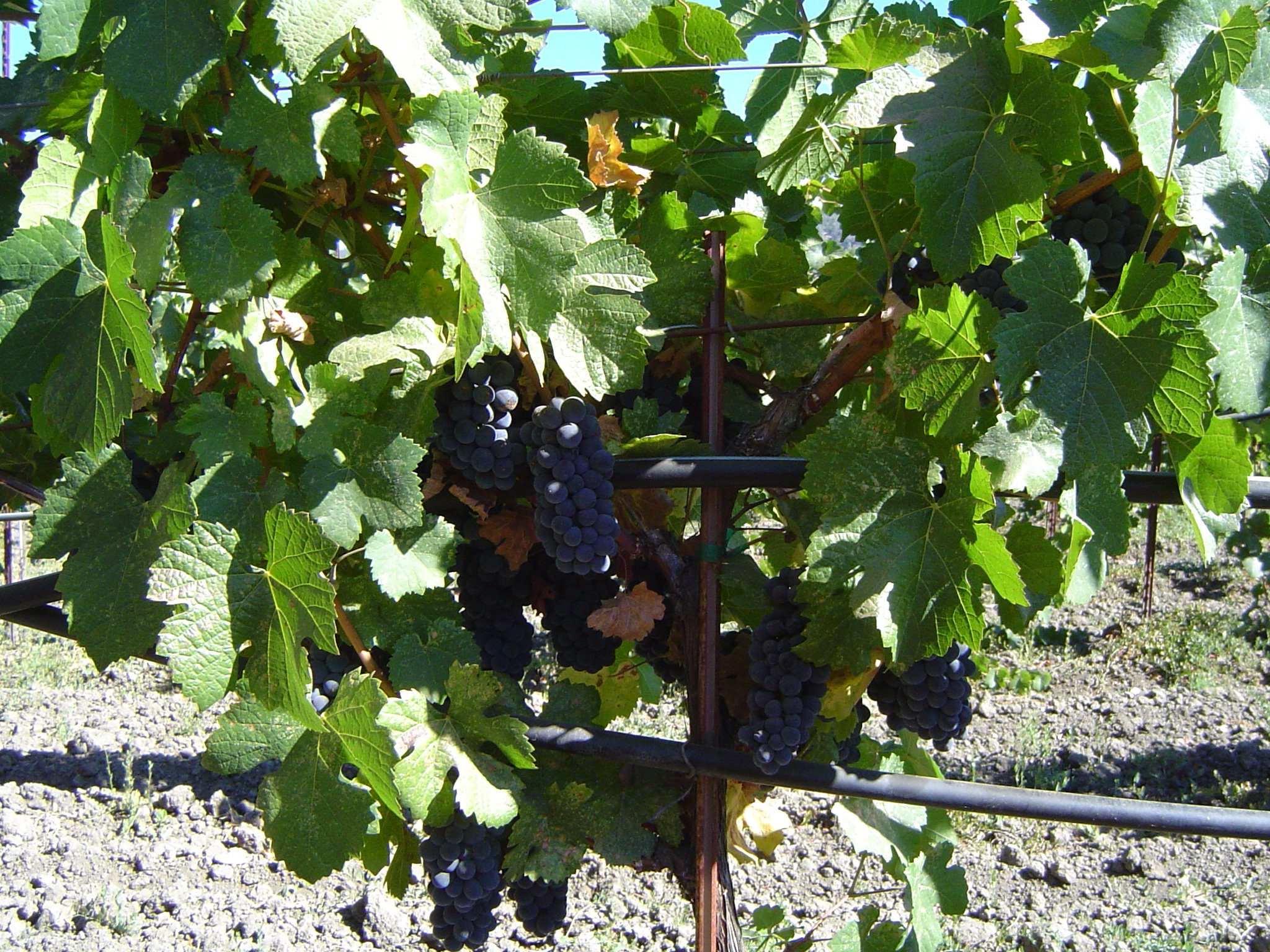 Grape Harvest, Potter Valley, CA 2004 (3).jpg