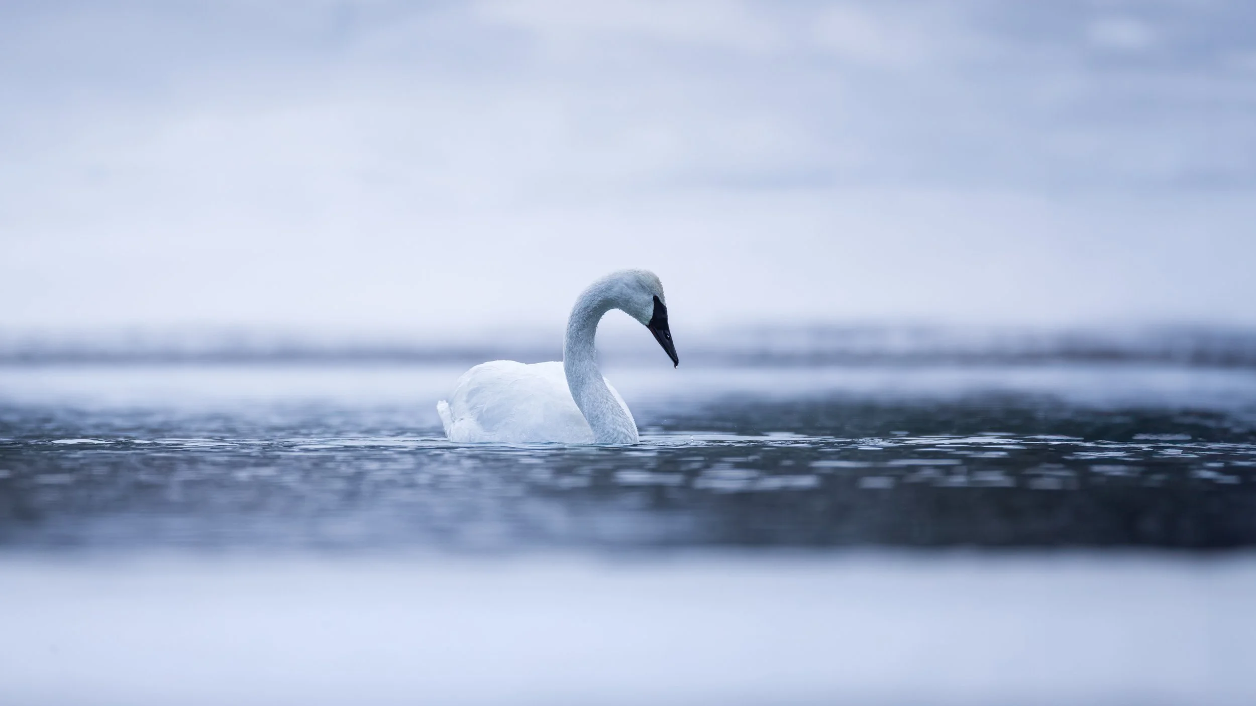 Winter Swan
