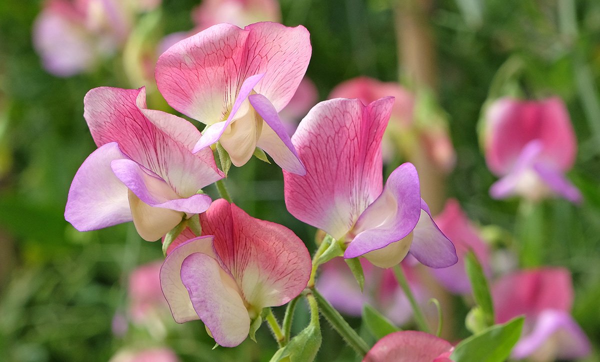 sweet pea.jpg