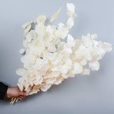 White Eucalyptus