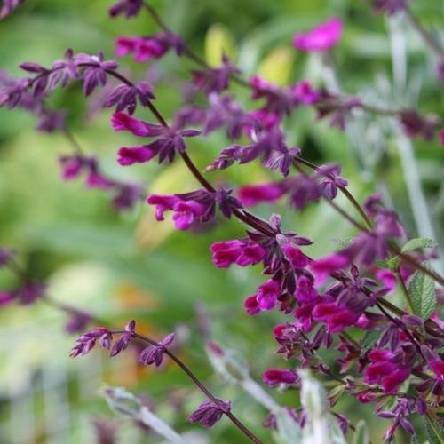 Magenta Magic Soy Wax Candle
