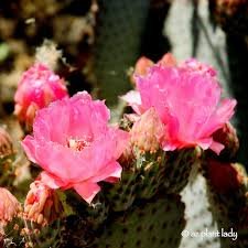 Cactus Flower Soy Wax Candle