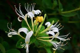 Honeysuckle Soy Wax Candle