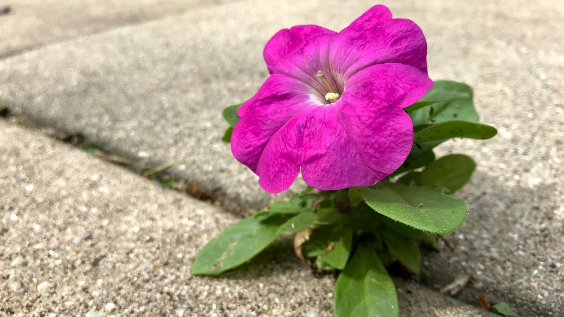 pink flower growing concrete cracks