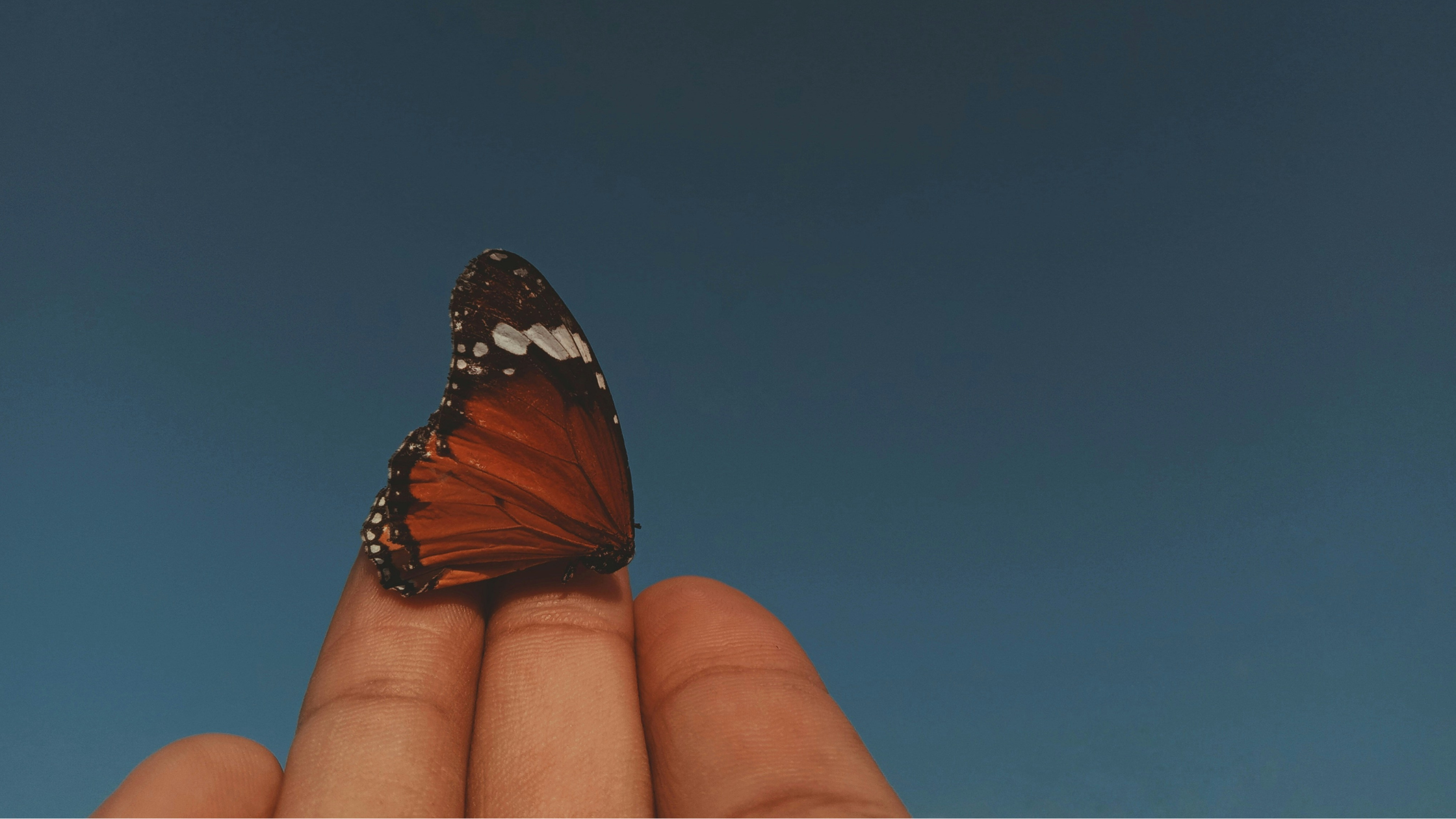 small butterfly resting on fingertips