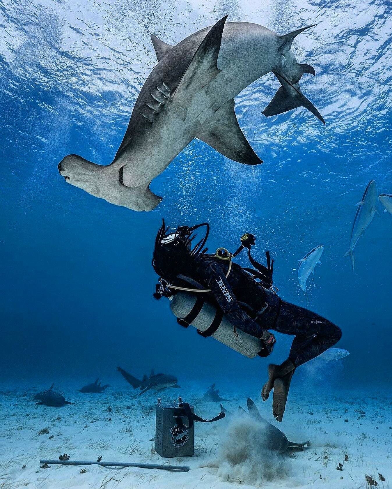 📸 @janelleavanruiten 🔥 #bimini #bahamas #sharklove #realbahamas #biminibliss #itsbetterinthebahamas #getoutside #getouthere