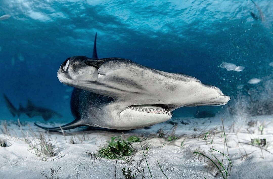 📸 @undertheh2o #greathammerhead #greathammerheadshark #sharklove #shark #sharkweek #bimini #bahamas #itsbiggerinthebahamas #itsbetterinthebahamas #getoutside #getouthere #biminibliss #realbimini