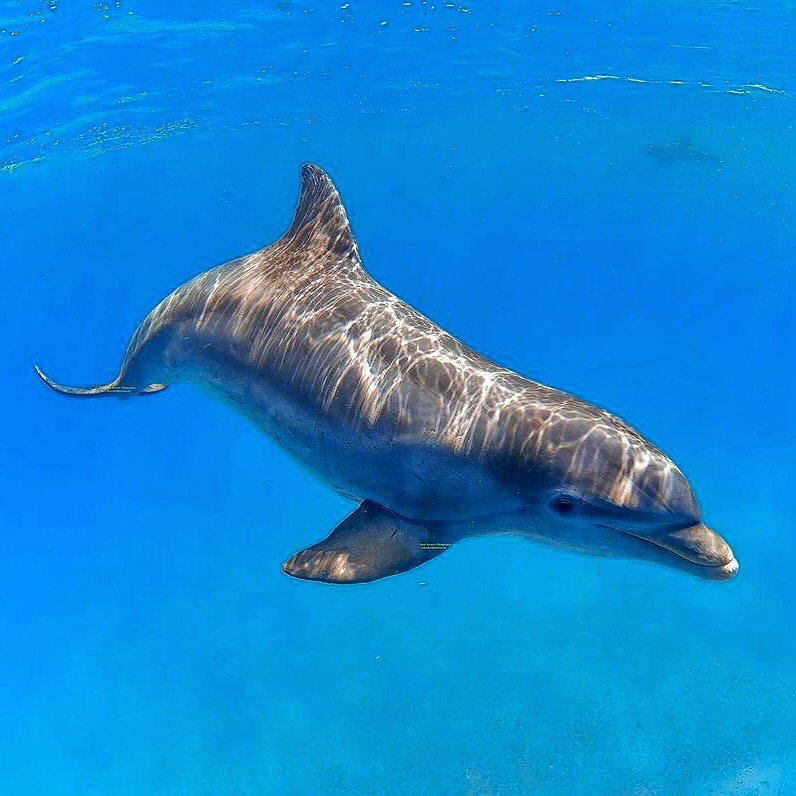 📷 @momentsintimephoto_underwater &ldquo;Something about a dolphin&rdquo; #wilddolphins #biminidolphins #biminiscubacenter #bimini #bahamas #safari #bigocean #biminibliss #realbimini #letsgo