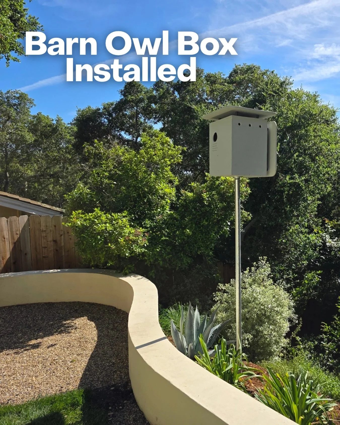 New owl box installed and ready for its future residents. 🦉

Did you know barn owls can hunt almost entirely by sound? Their unique facial shape helps funnel sound directly to their ears, allowing them to locate rodents in complete darkness with inc