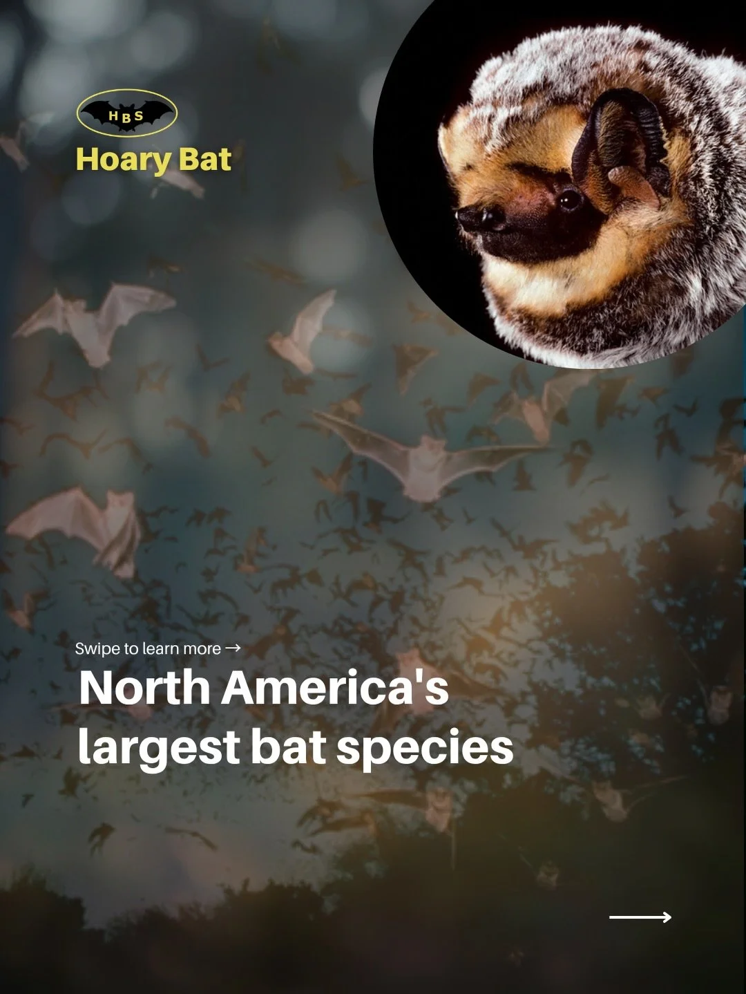 🦇 Bat Species Spotlight: Hoary Bat (Lasiurus cinereus)

Did you know the Hoary Bat is North America&rsquo;s largest bat species? Their frosted-looking fur gives them their name and helps them blend into tree foliage where they spend their days roost