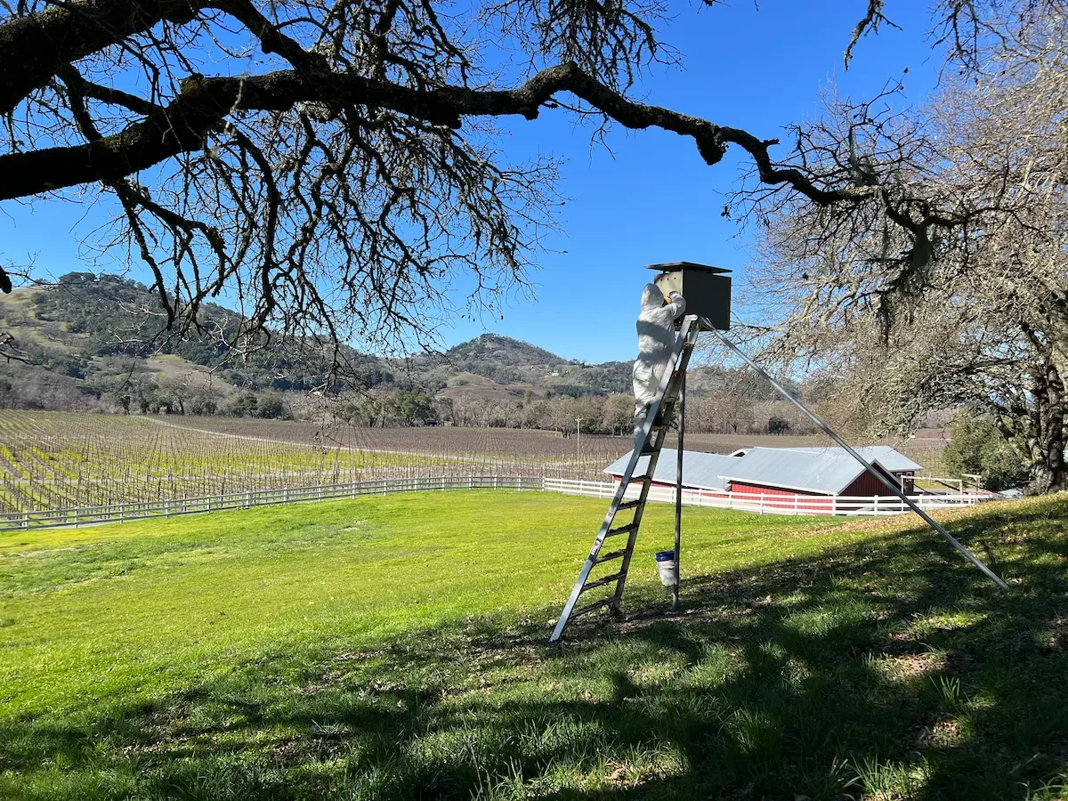 Owl box maintenance service in the North Bay area
