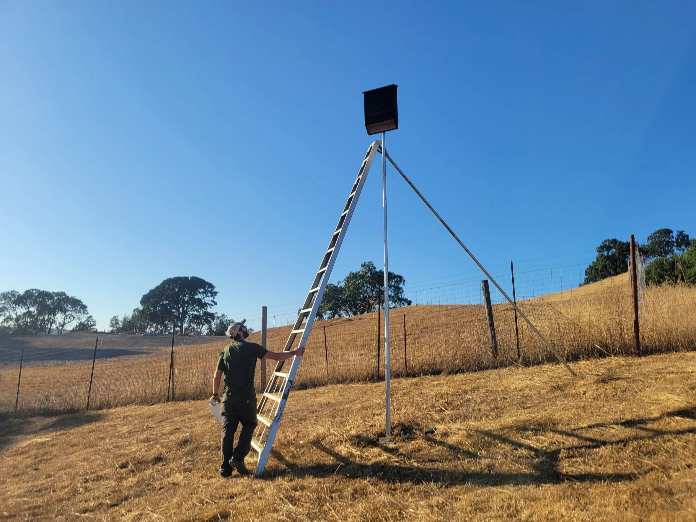 professional bat house installation on property in the North Bay