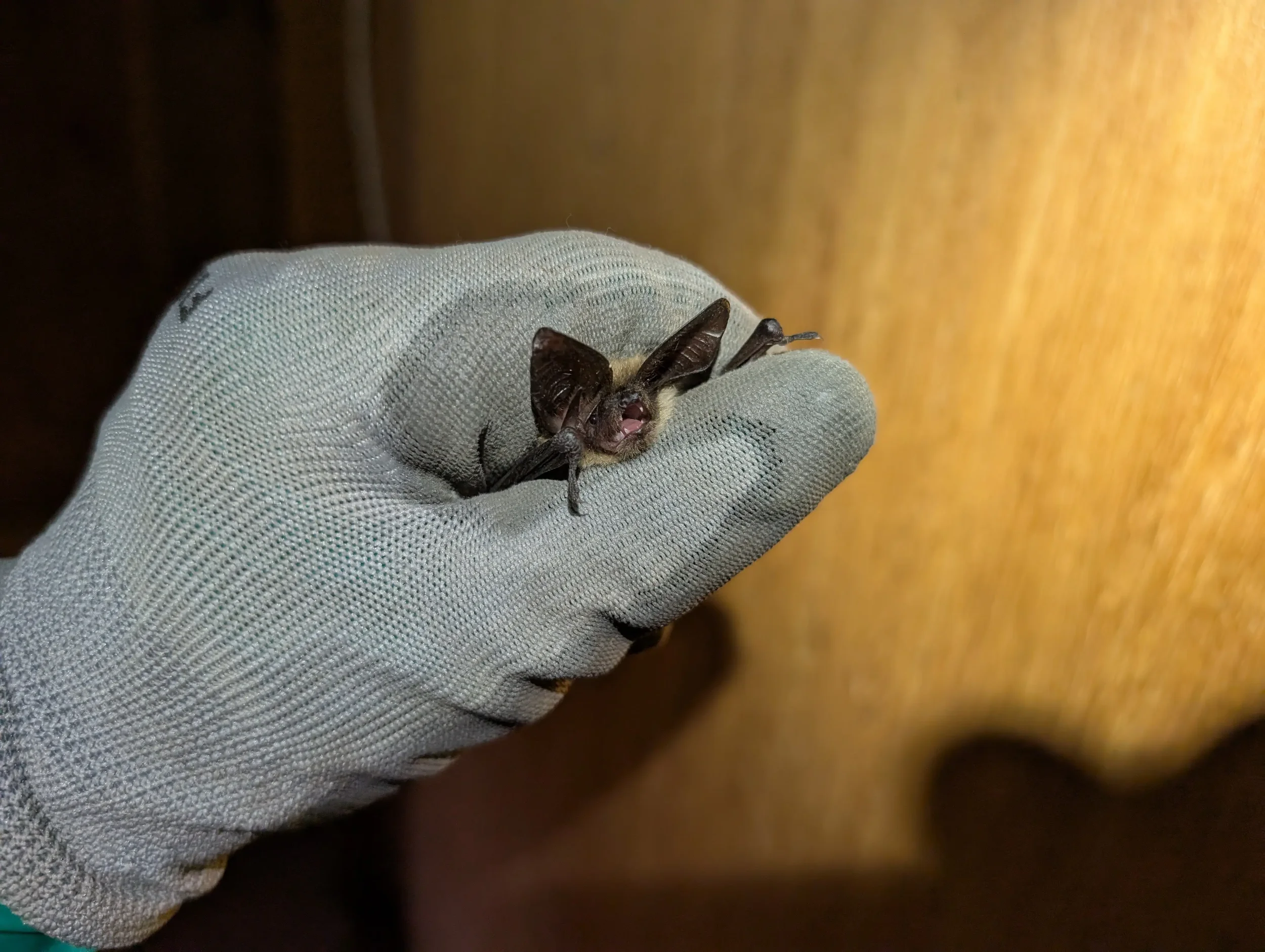 Bat exclusion specialist inspecting a home in Sonoma County
