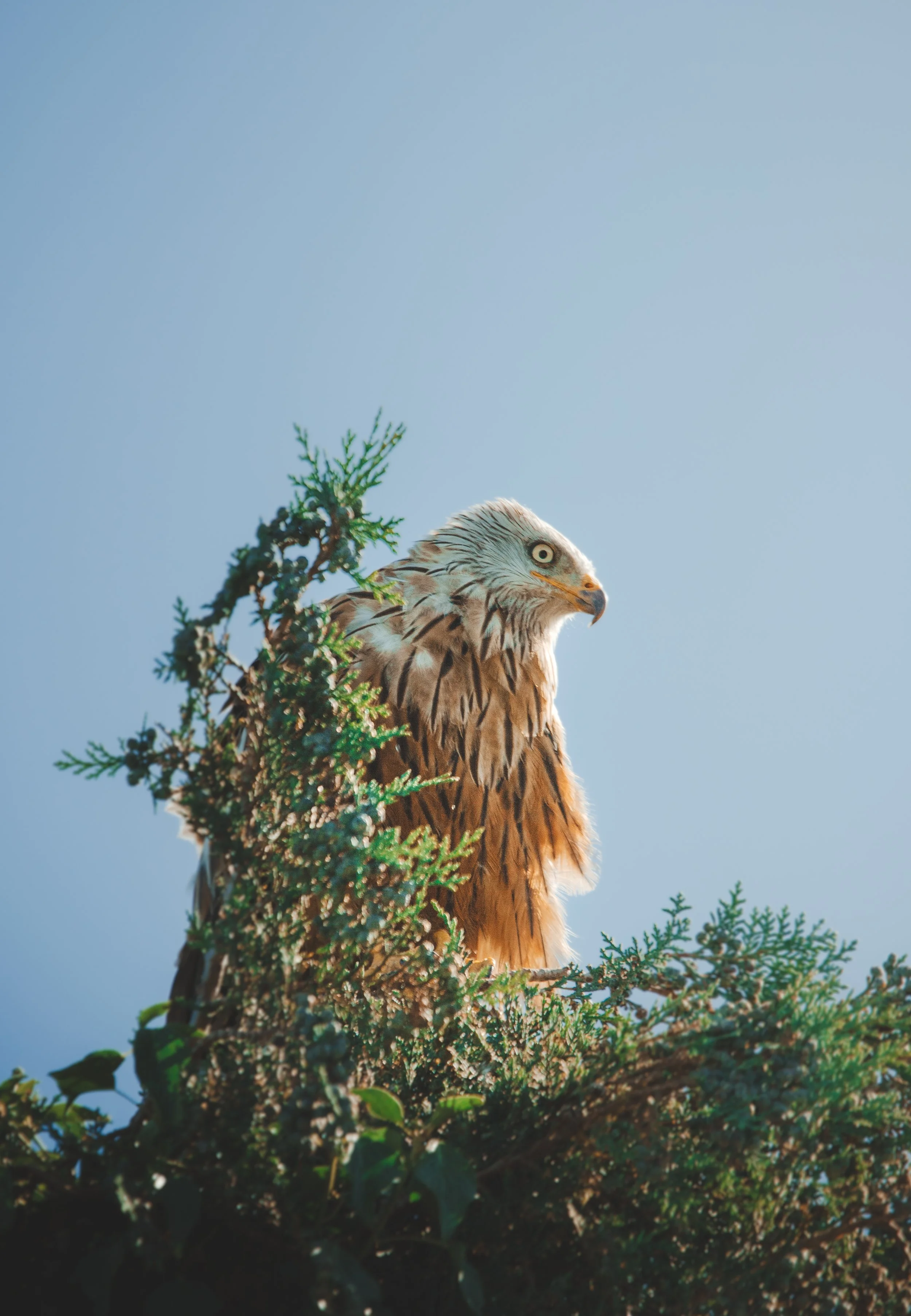 12 Red Kite Perched.jpg