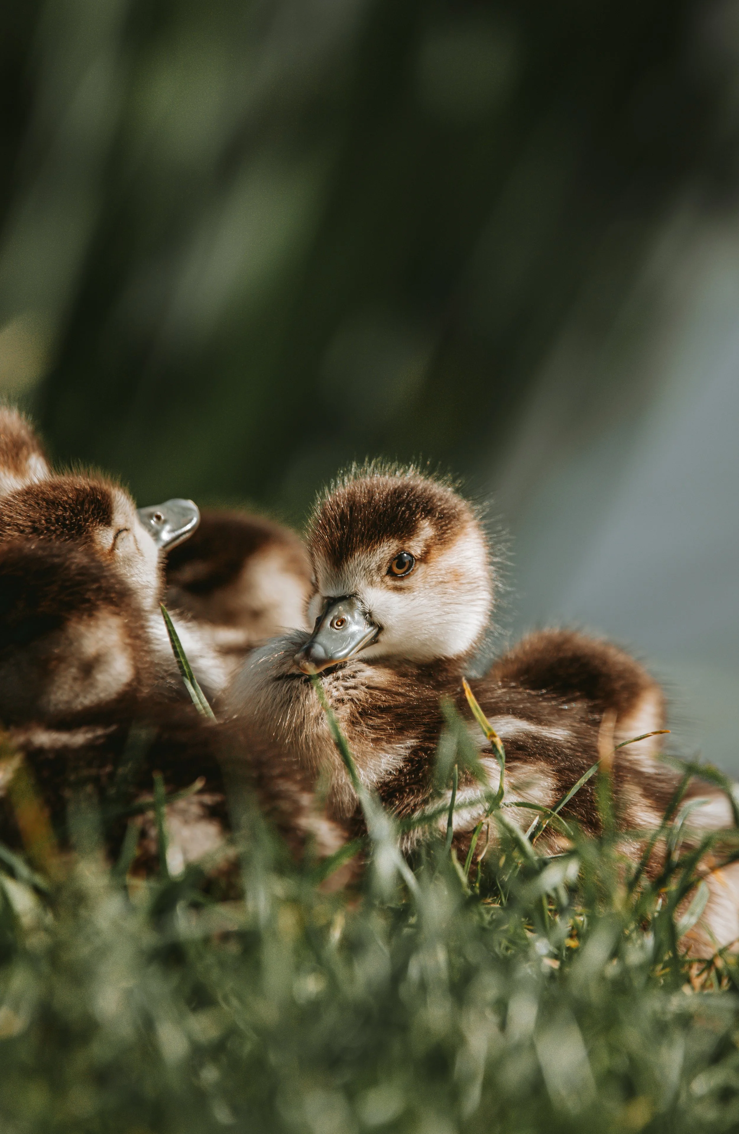 Egyptian Swan Chicks.jpg