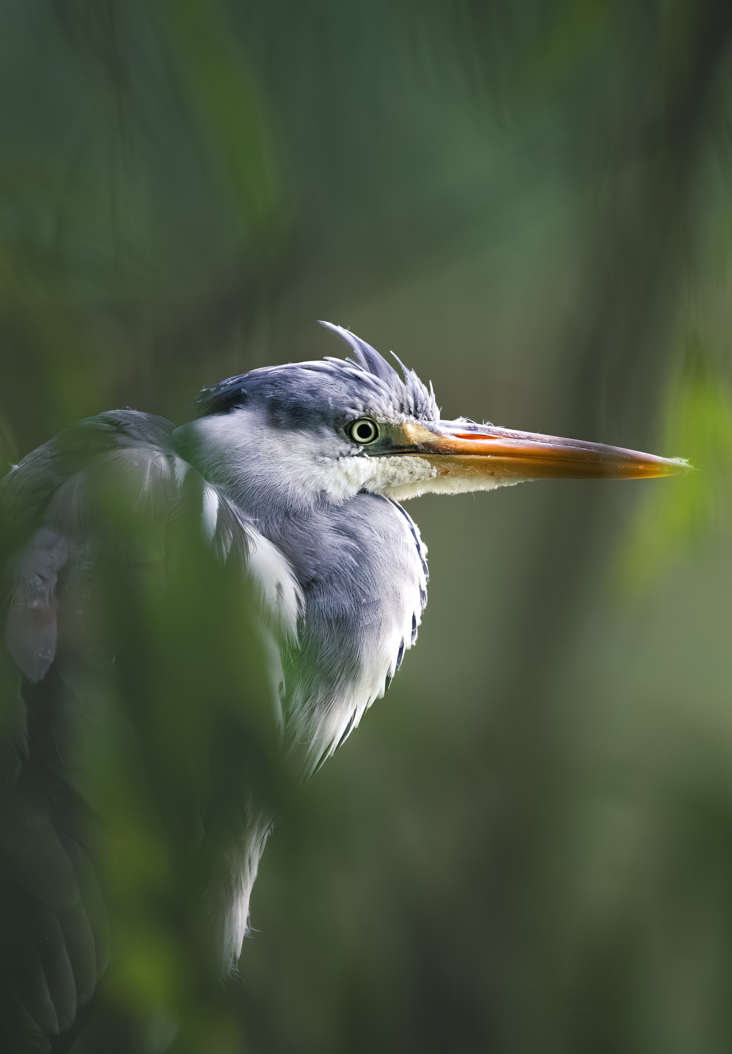 9 Heron closeup.jpg
