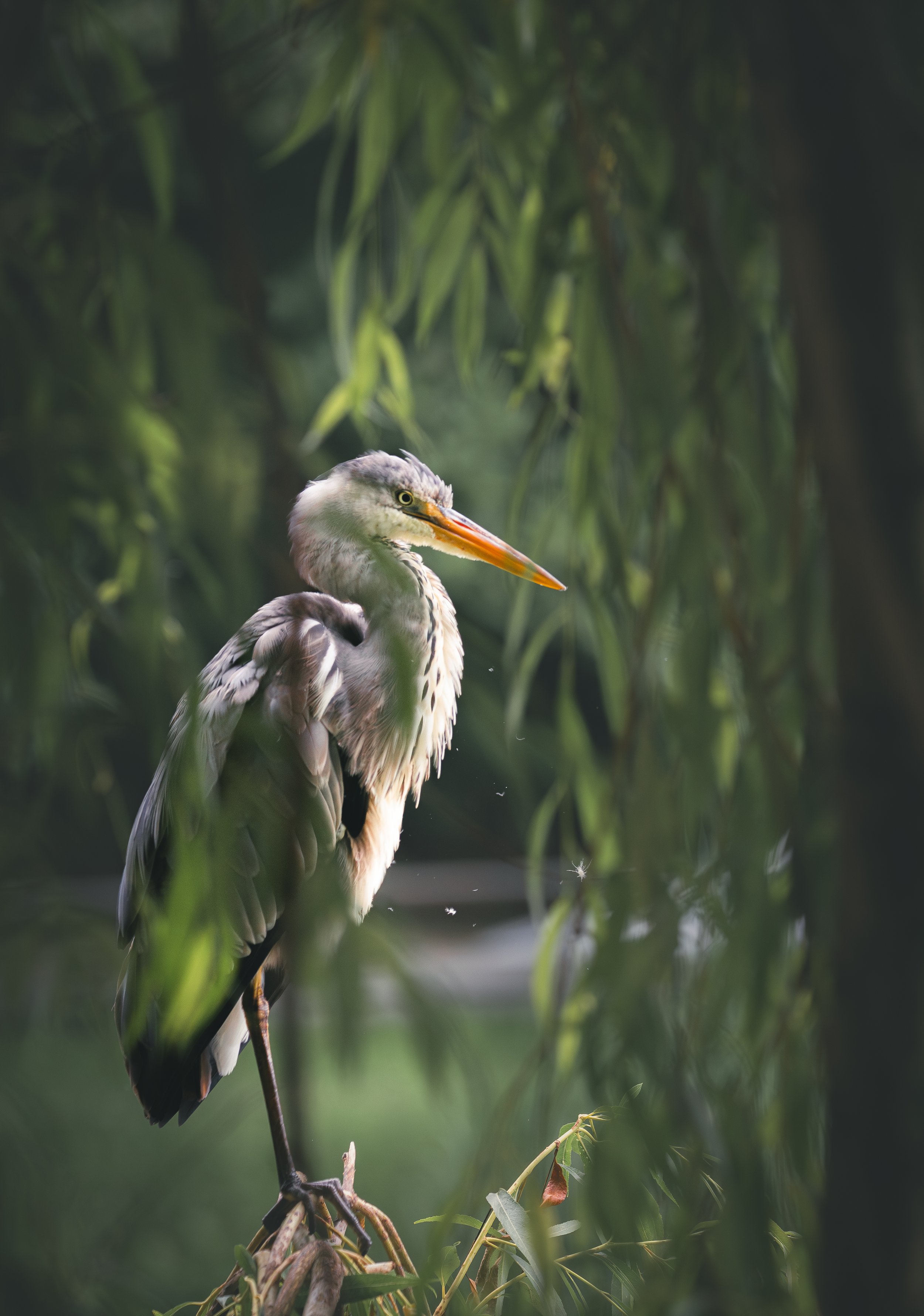 10 Heron.jpg