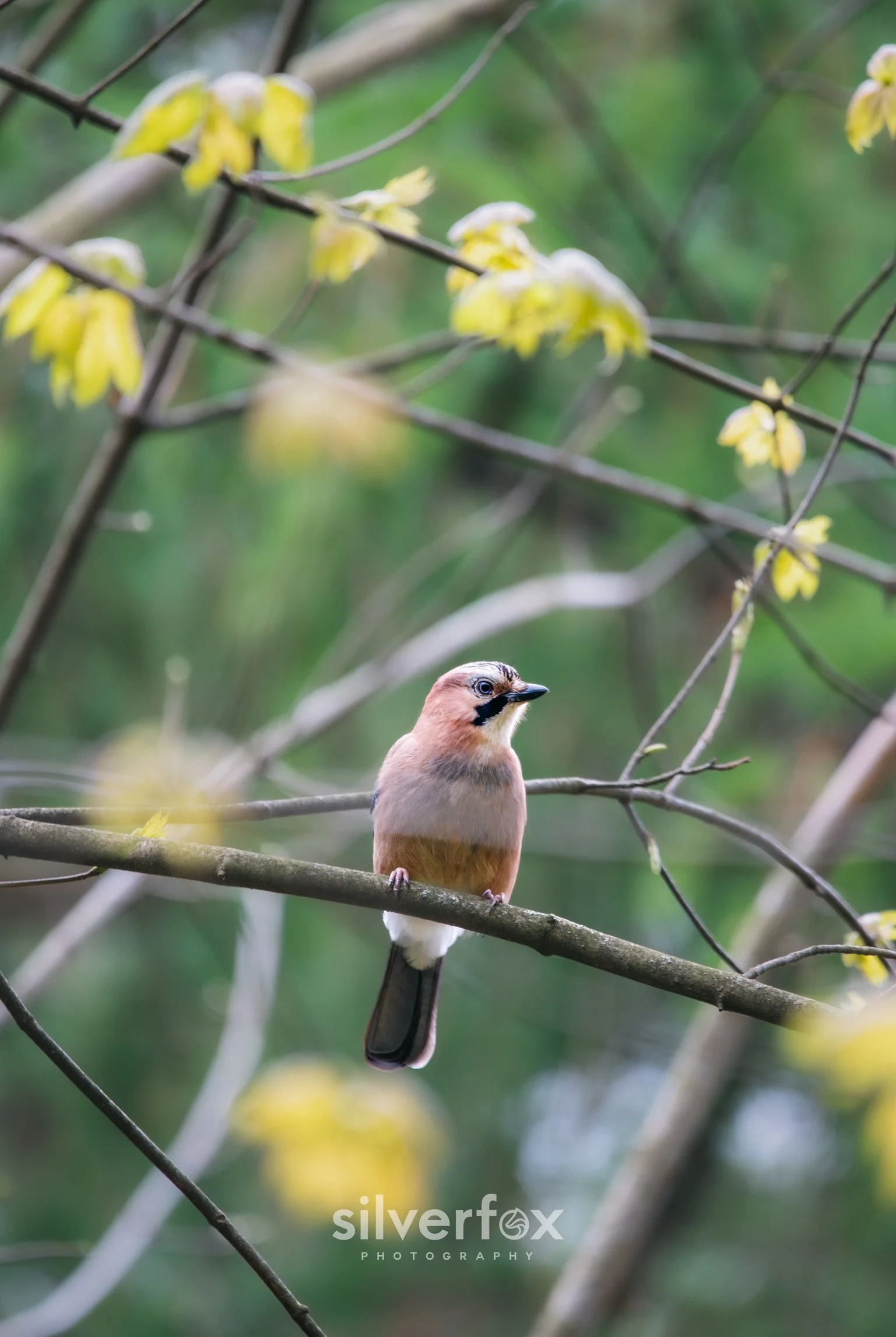 7 Eurasian Jay3.jpg